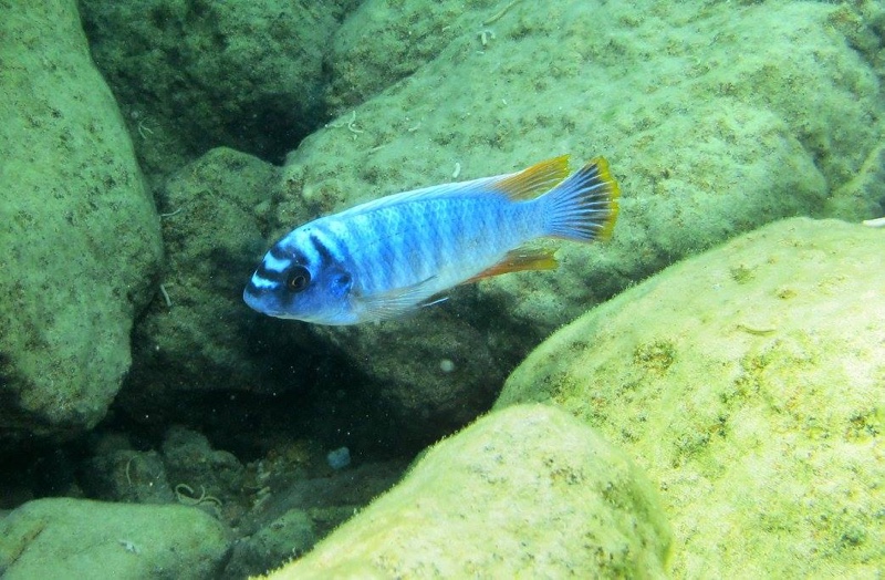 Labeotropheus fuelleborni 'Mumbo Island'